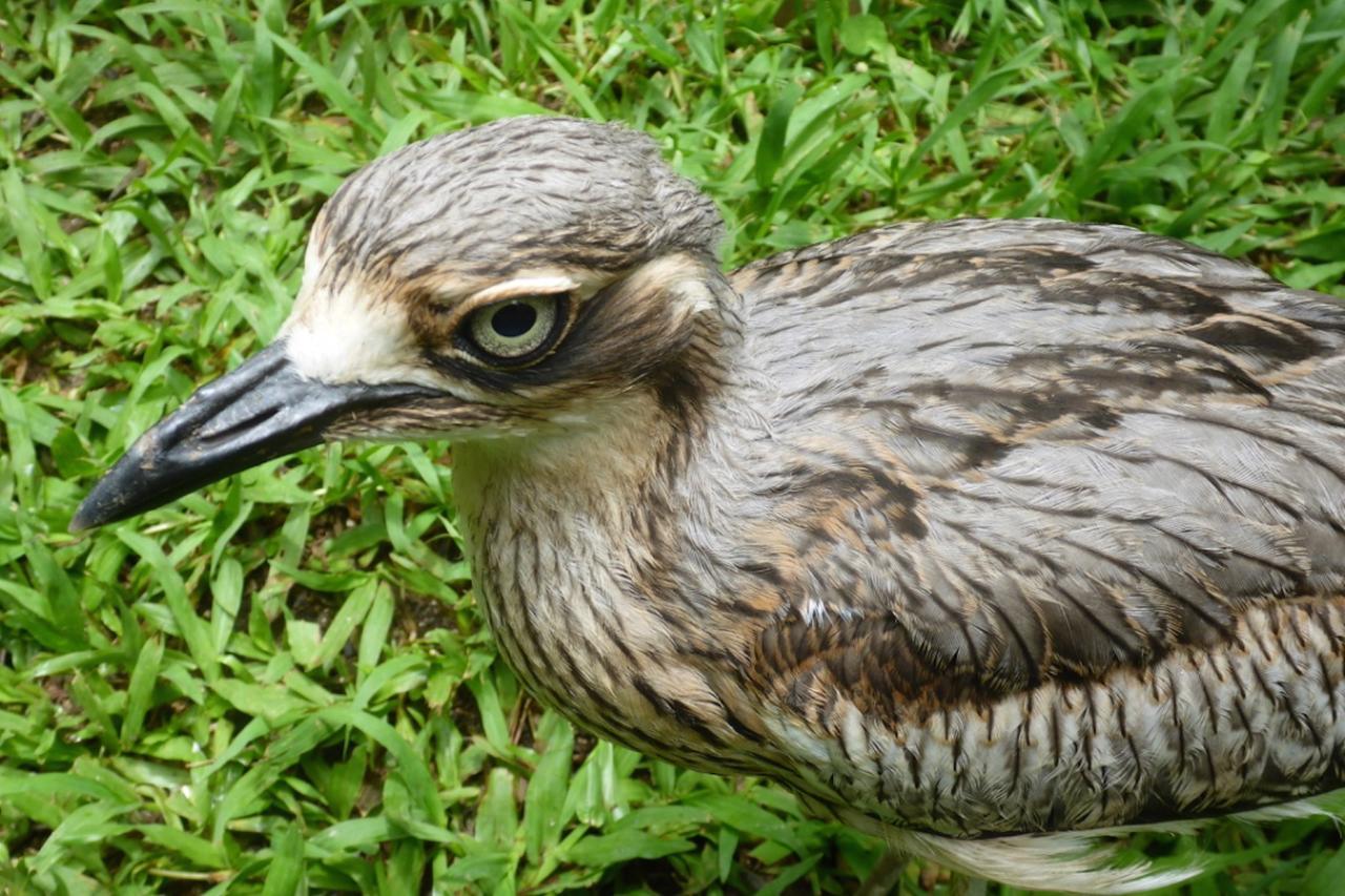 Kuranda Ngorongoro Lodge Eksteriør billede