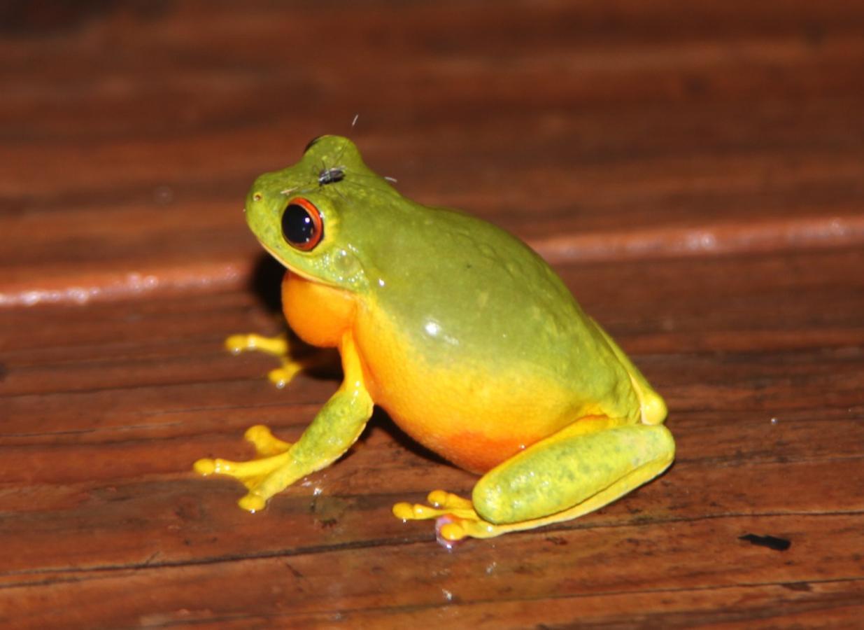 Kuranda Ngorongoro Lodge Eksteriør billede