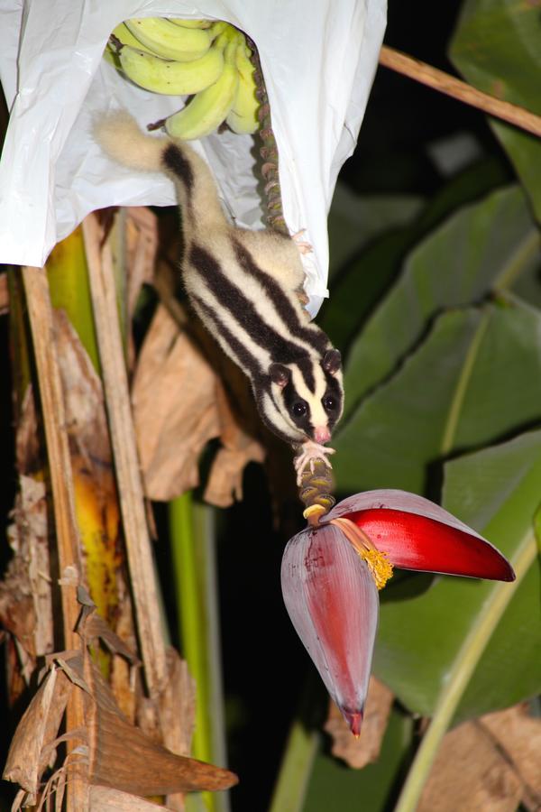 Kuranda Ngorongoro Lodge Eksteriør billede